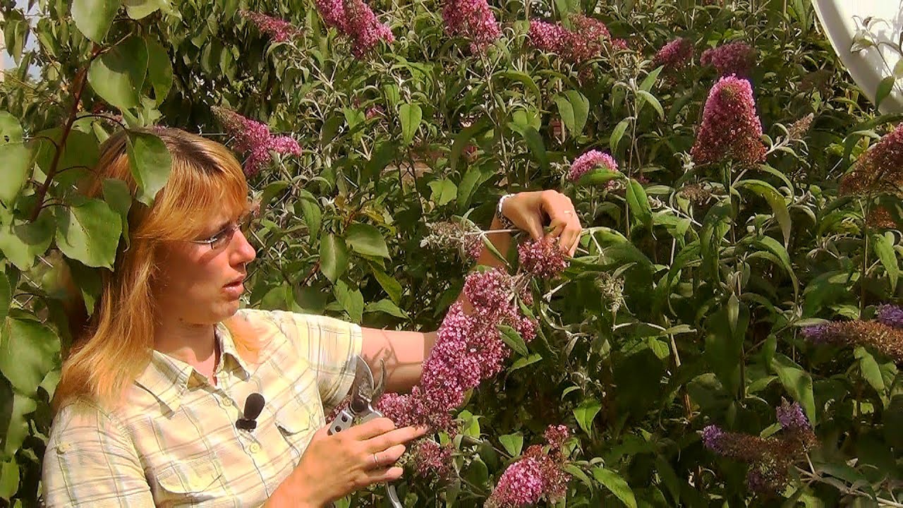 Кустарник Будлея Посадка И Уход Фото