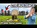 THEY LOVE TO MAKE YOU WORRY!!!... FARMER PULLS LAMBS OUT WITH A LIVE AUDIENCE!