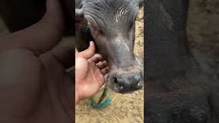 Bulking Challenge Day - 1