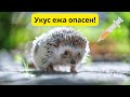 Уколы против бешенства назначили девочке после укуса ежа в Рудном
