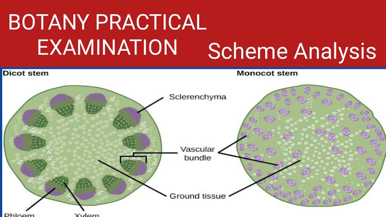 BOTANY PRACTICAL EXAMINATION . QUESTION AND SCHEME ANALYSIS - YouTube