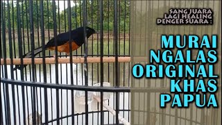 Download Lagu Suara Murai  Asli Hutan Tanpa Isian. MP3 Download Lagu Suara Murai  Asli Hutan Tanpa Isian. MP3