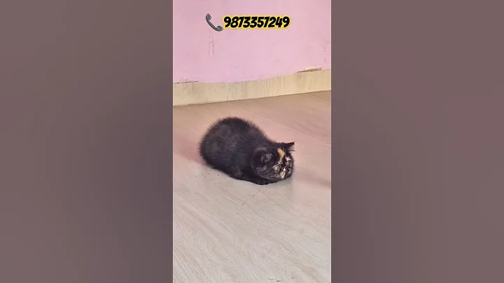 Watch the video about All quality Kittens available for sale #britishshorthair #cat #turkishcat #persiancat #mainecoon