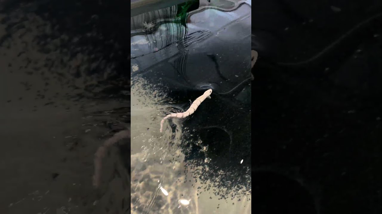 The Craziest Surface Lure for Big Pike? 😱 🐍 3D Snake #SavageGear #fishing #3DSnake