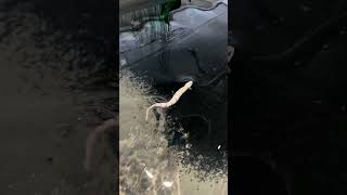 The Craziest Surface Lure for Big Pike? 😱 🐍 3D Snake #SavageGear #fishing  #3DSnake