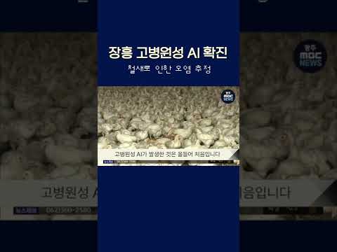 장흥 고병원성 AI 확진..철새로 인한 오염 추정 #shorts
