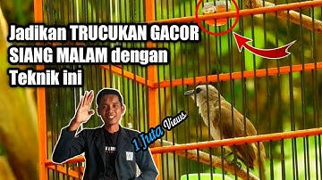 SUPAYA TRUCUKAN GACOR SIANG MALAM Cukup gunakan 7 Teknik ini