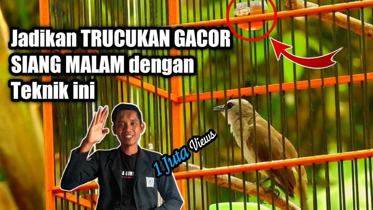 SUPAYA TRUCUKAN GACOR SIANG MALAM Cukup gunakan 7 Teknik ini