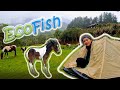 ECOFISH Centro Ecoturístico, Coranipampa - Cochabamba - Bolivia, Suzuki Volty250 (episodio #9)