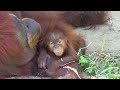 オランウータンの赤ちゃん 「ポポ」（市川市動植物園）Baby Orangutan