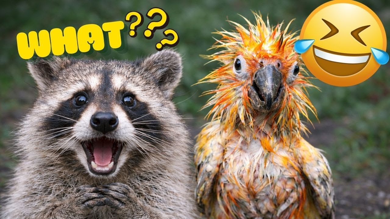 Funny Animals Compilation 🐾😂 | Unexpected Pet Moments