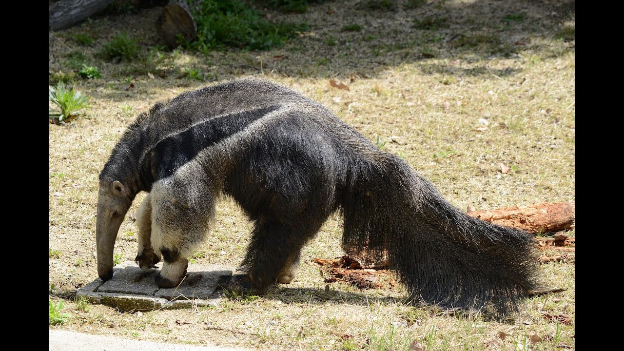 アリクイとオオアリクイの違いについて 絶滅危惧種リスト