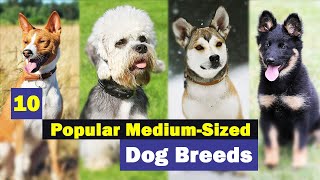 10 Popular Medium-Sized Dog Breeds - Just Waiting to Be Your Friend! by pawlifefact 833 views 11 months ago 13 minutes, 15 seconds