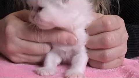 Watch the video about Persian Kitten Leo 2