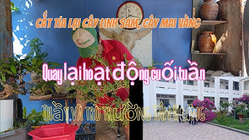 Cắt tỉa cây linh sam, cây Mai,quay lại những cây cảnh, và hoạt động thầy trò trường Tân Hưng