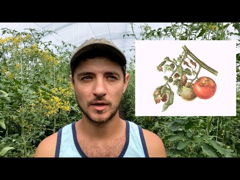 Video: Pom phytosterols nyob qhov twg?