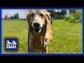 Senior dog&#39;s heartbreaking surrender to local shelter sparks outrage online