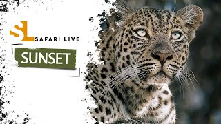 SafariLIVE Sunset Safari- Repeat - 14 May 2024