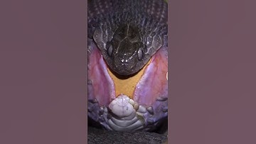 The snake swallows an egg! Rắn nuốt chưng quả trứng #shorts