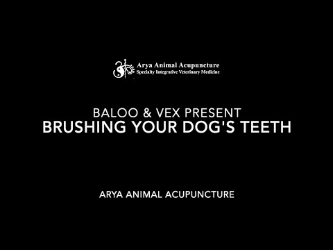 How To Brush Your Dog's Teeth | Arya Acupuncture - Veterinary Clinic
