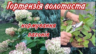 Гортензія волотиста. НОРМУВАННЯ ПАГОНІВ наприкінці травня або на початку червня.Догляд.Підживлення.