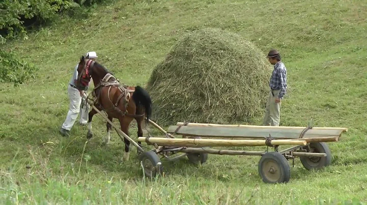 Romania, Transylvania Hay Camp 2015 Part 2 (of 3)