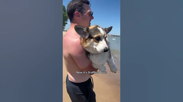 Corgis Get Swim Lessons at the Beach #dogs #corgi #pets - DayDayNews