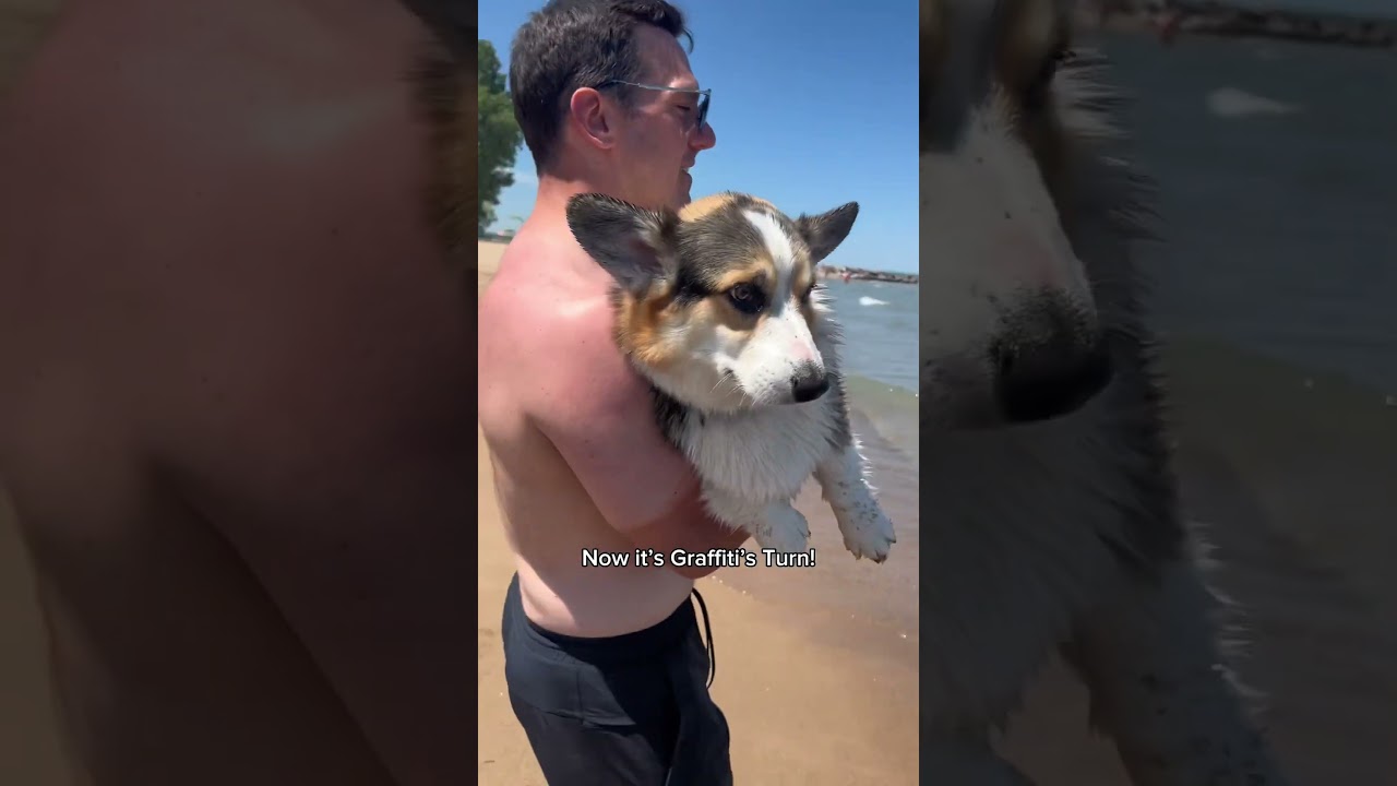 Корги получают уроки плавания на пляже #собаки #корги #питомцы