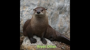 River otter hunt #hunting #animals #like #subscribe