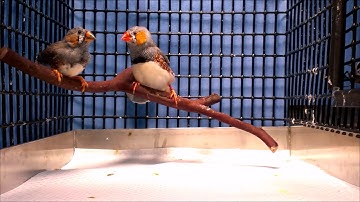 Singing Zebra Finches