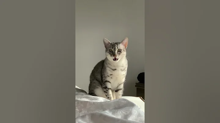 Video 10266461: egyptian mau cat, cat talking
