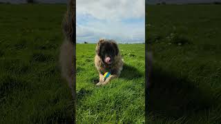 IM JUST A DOG ENJOYING MY LIFE #dog #leonberger #happy #bestfriend