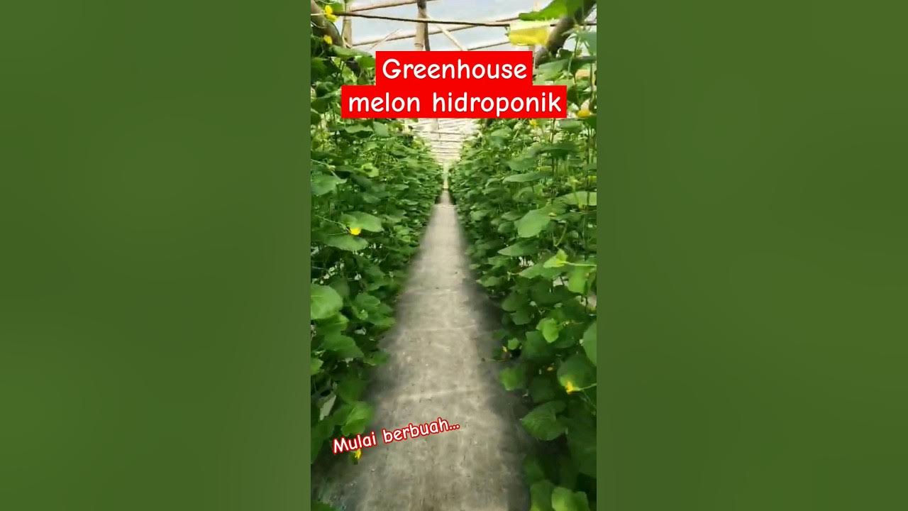 melon hidroponik #melon #hidroponik #shorts #music @Tampias_fams melon hidroponik #melon #hidroponik #shorts #music @Tampias_fams