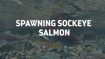 3 Hour Salmon Spawning Video, Adams River, Relaxing underwater Sounds, 1080p HD.