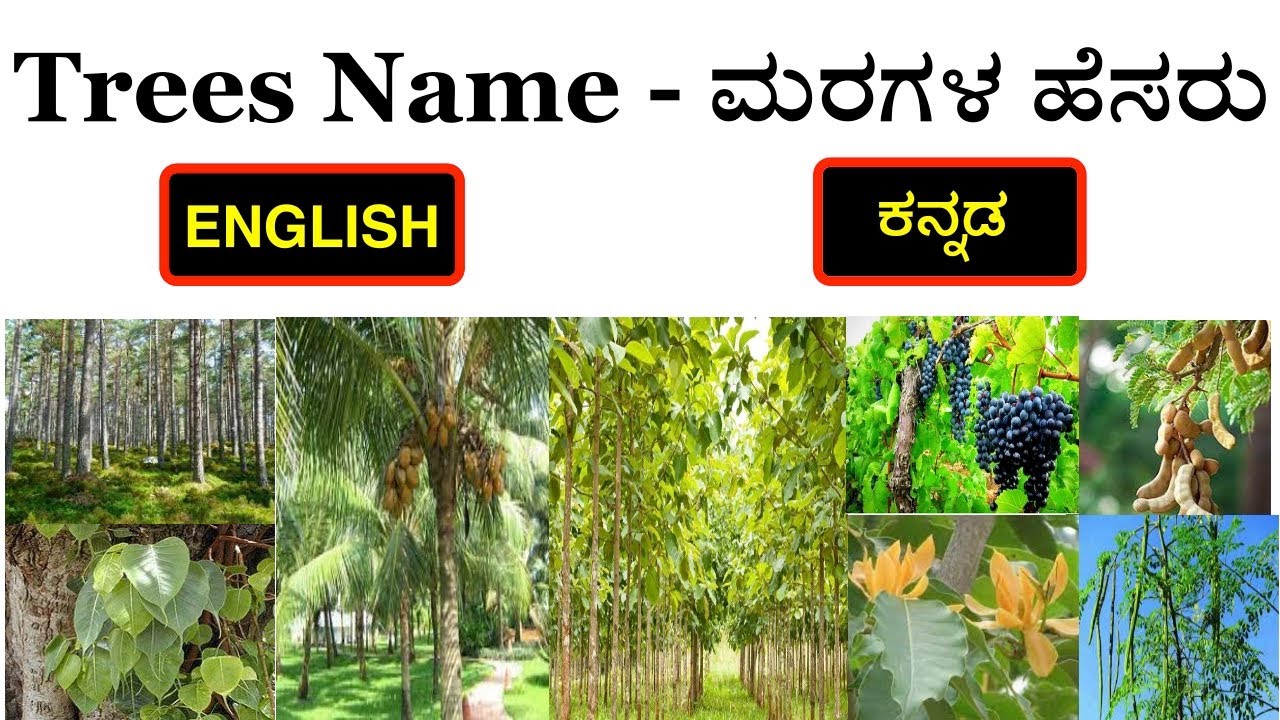 essay on date palm tree in kannada