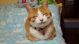 Don't try to hold back Laughter  Funny Cat Videos of 2024