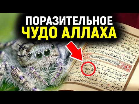 ПОЧЕМУ АЛЛАХ СОЗДАЛ ПАУКОВ? ОТВЕТ ПОРАЗИТ ТЕБЯ! | Dawah Медиа