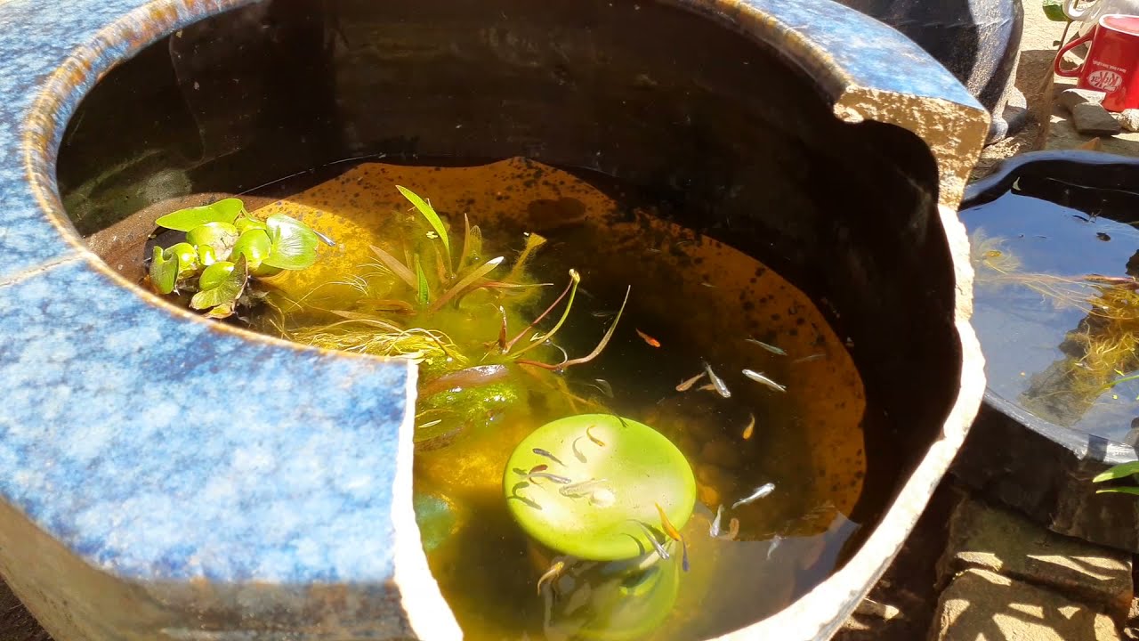 メダカの睡蓮鉢 水槽 にビール酵母 エビオス錠1粒 入れた結果 めだかが大量に群がってきた アクアリウム Medaka Japanese Rice Fish Aquarium Youtube