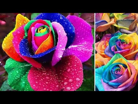 Vídeo: Enfeites de flores tão diferentes