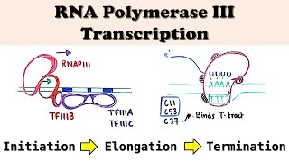 RNA Polymerase III Transcription - Promoters, TFs, Initiation, Elongation, and Termination steps