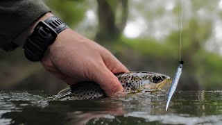 This LURE was killing trout! Stream BFS strolling