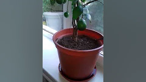 Правильный полив комнатного лимона.