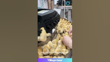 What Does This Machine DO to Baby Chicks? 😱 You NEED to See This! #chicks #factoryfarming #shocking