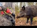 فيديو  لخنزير بري يهاجم رجلا- ادخله المستعجلات