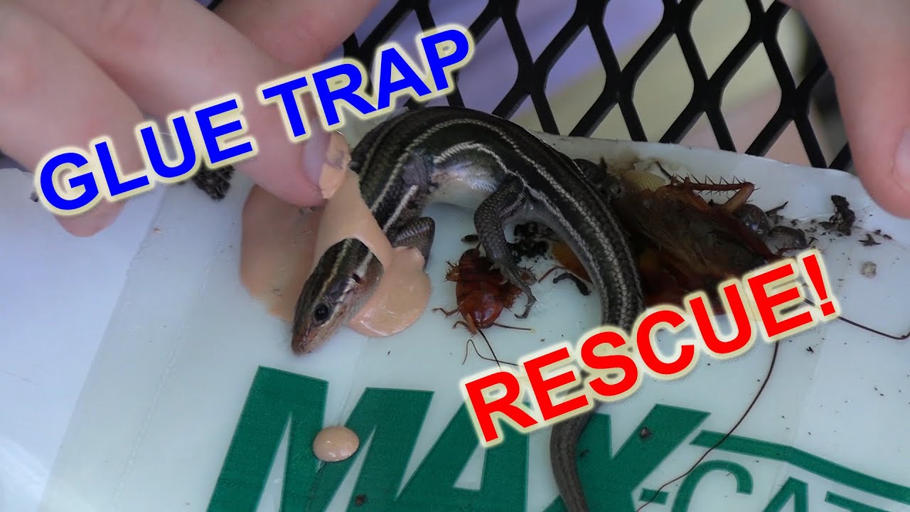 How to save a lizard from a glue trap -- Fiesty Kate and the Fiestettes to  the rescue 