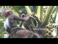 AWESOME VIDEOS !!!!  Toddy MAN !!!!!  palm Tree Climber | FOOD & TRAVEL TV