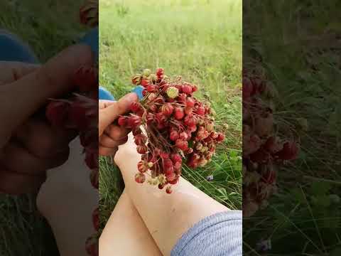 Сбор ягоды #ягода