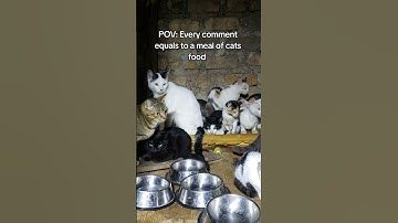 Every bit of your support counts. Click on the links in our bio to donate for any support🙏#help #cat