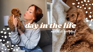 day in the life with a new puppy!  // 4 MONTH OLD CAVAPOO PUPPY