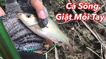 Câu Cá Sông Thiên Nhiên , Cá Tra Cá Rô Cá Chim Cá mè Giật không kịp